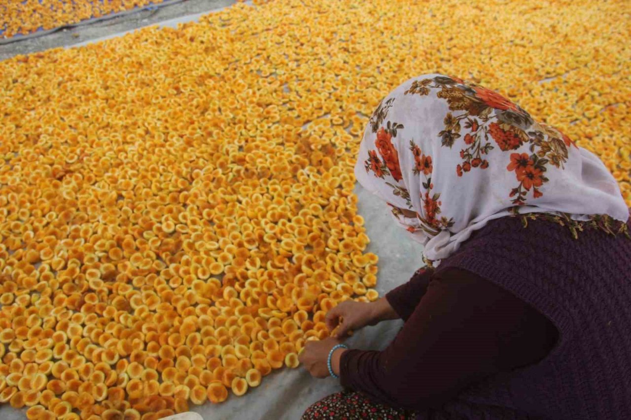 Yaz meyvesi ‘kayısı’ hasat sonrası kurutulup kışa hazırlanıyor