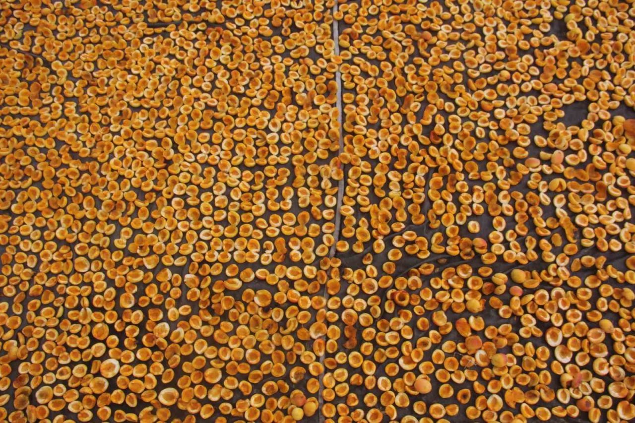 Yaz meyvesi ‘kayısı’ hasat sonrası kurutulup kışa hazırlanıyor