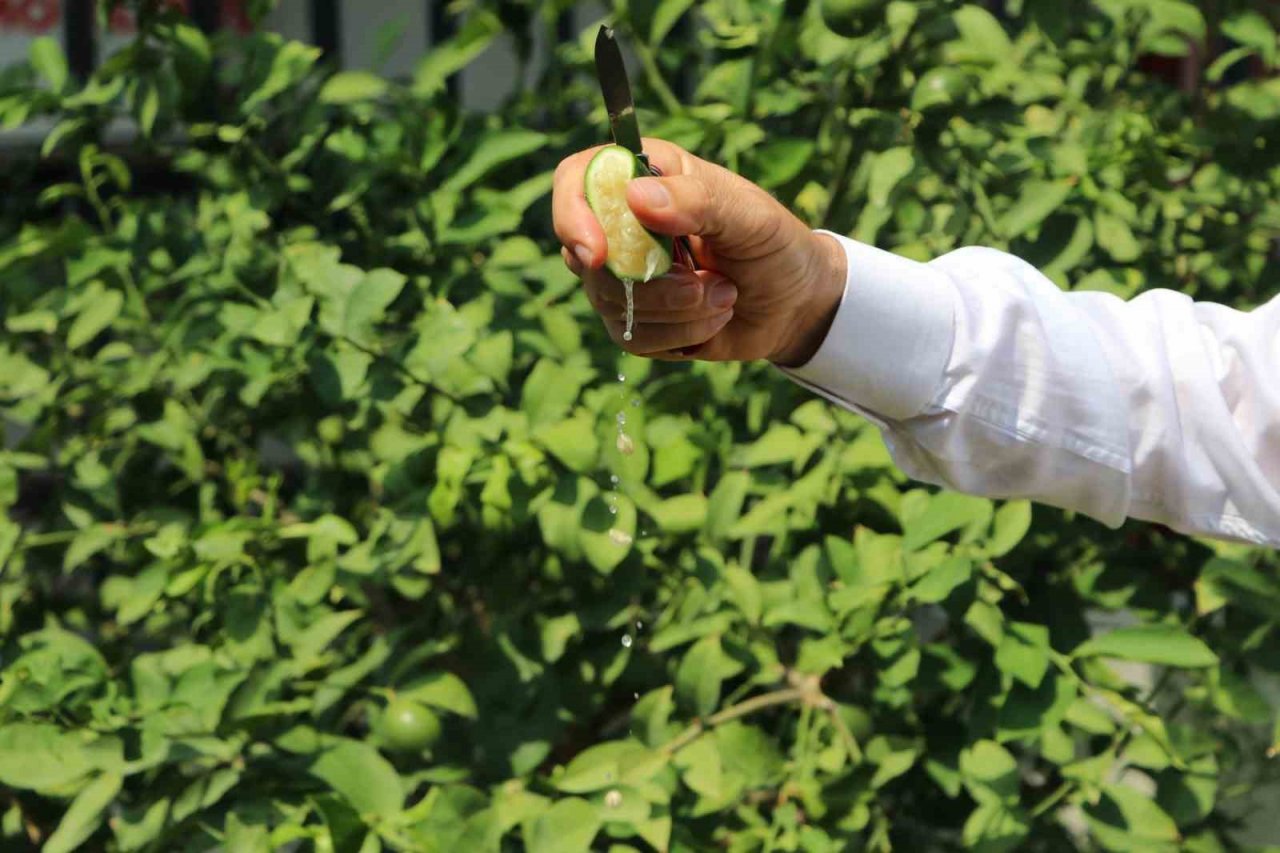 Limonda hasat başlamadan kaçak kesim ve ihraç başladı