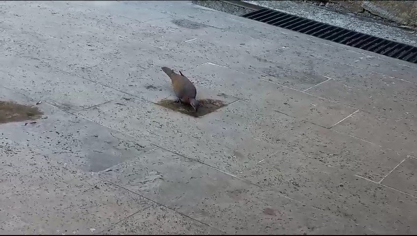 40 derecelere ulaşan hava sıcaklıkları hem vatandaşları hem de hayvanları bunalttı