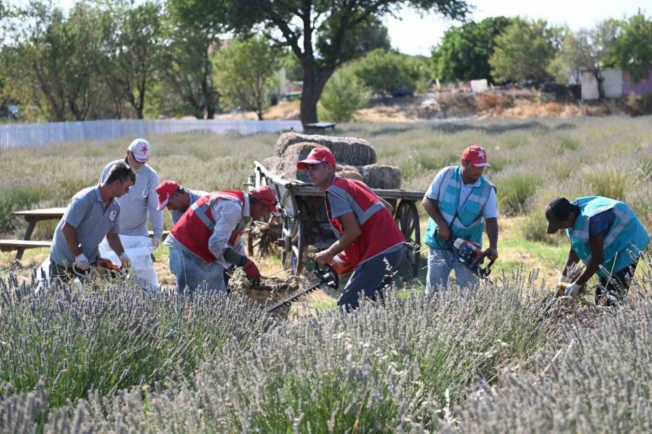 Tarihi Alan’da Lavanta hasadı yapıldı