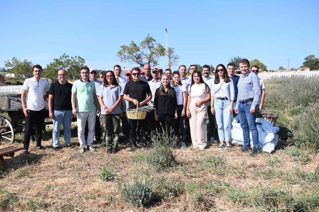 Tarihi Alan’da Lavanta hasadı yapıldı