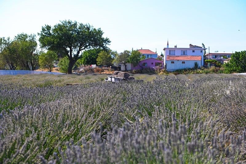 Tarihi Alan’da Lavanta hasadı yapıldı