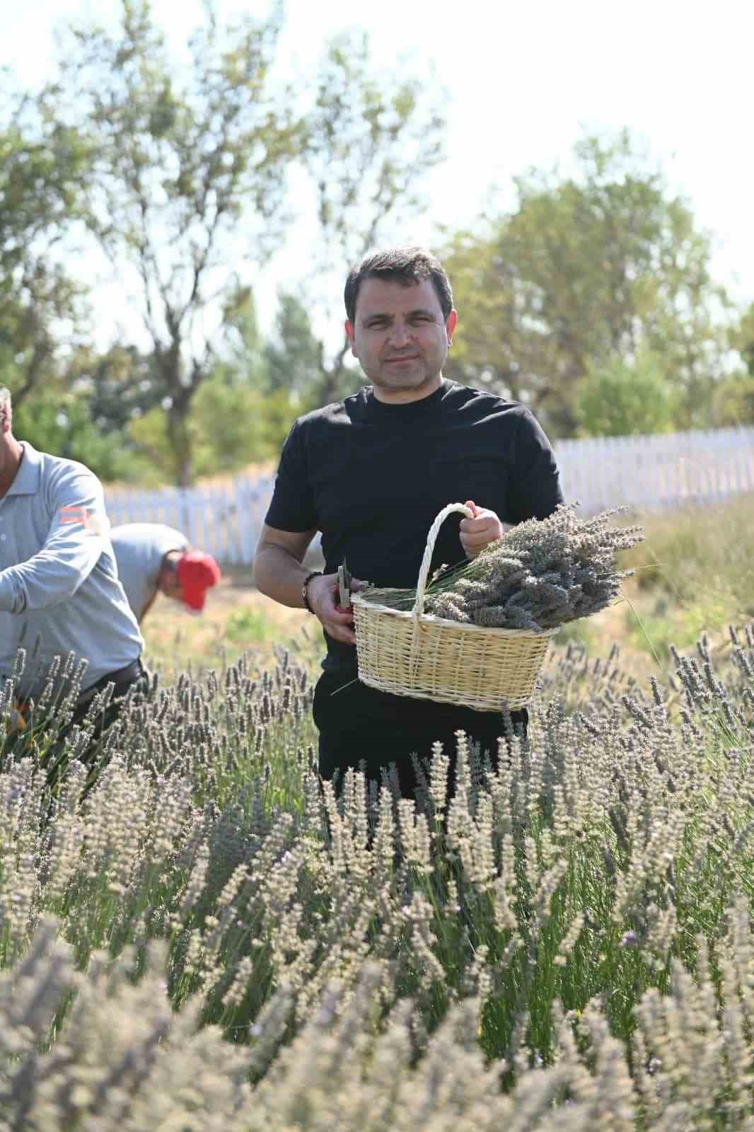 Tarihi Alan’da Lavanta hasadı yapıldı