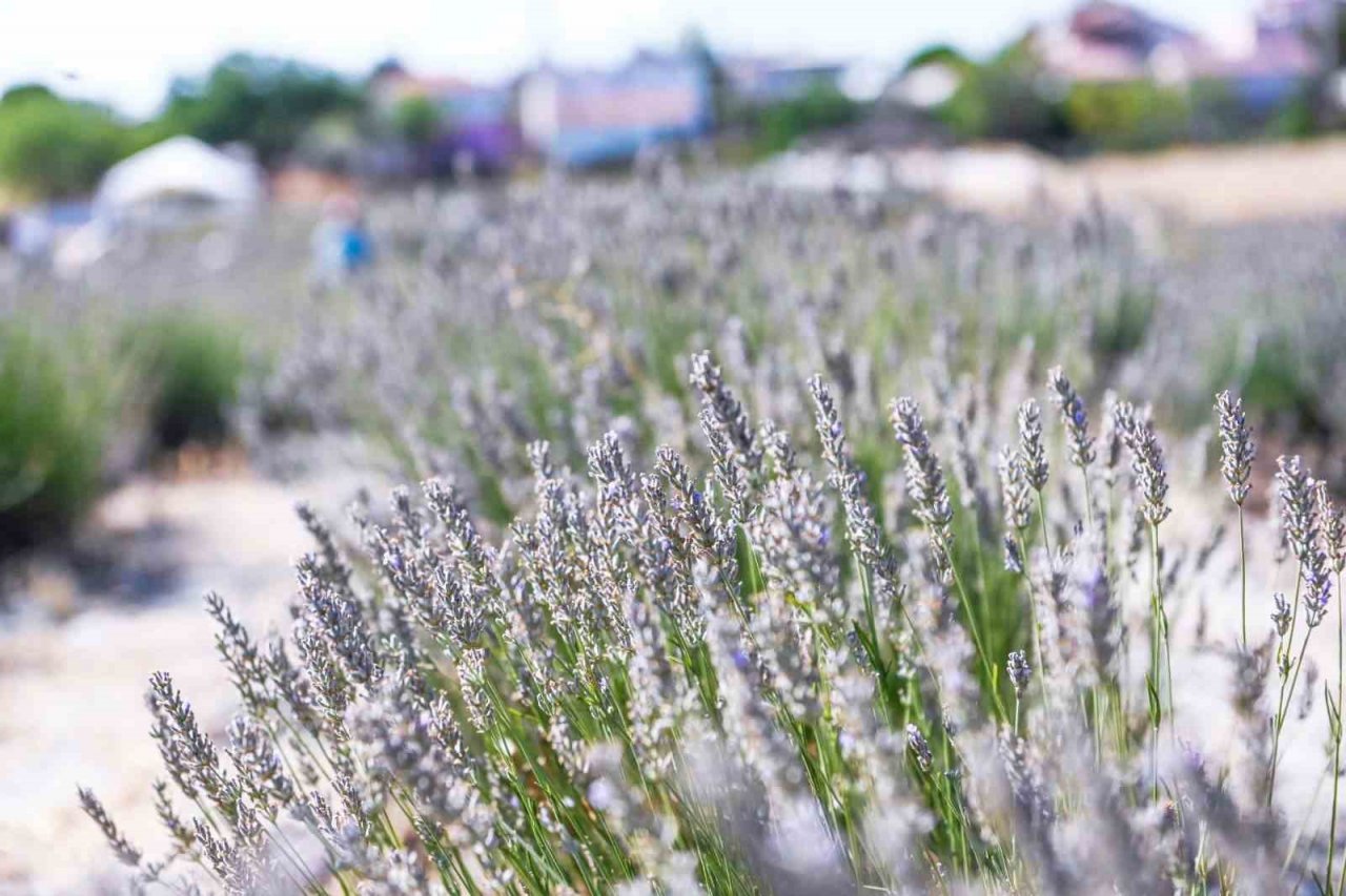 Tarihi Alan’da Lavanta hasadı yapıldı