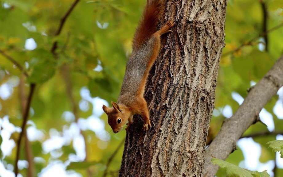 Ceviz ağacındaki sincap ailesinin mutlu halleri görüntülendi