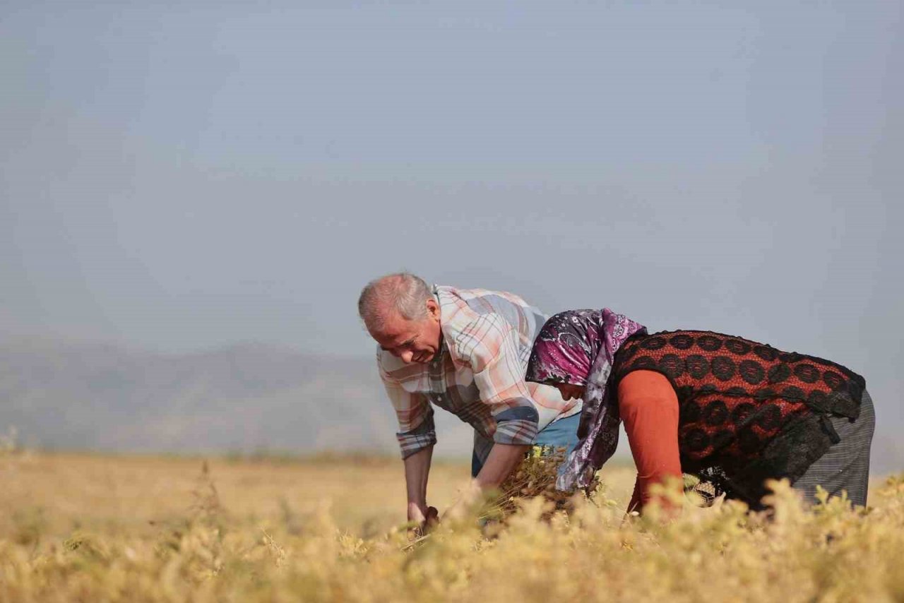 Denizli’nin 17 ilçesinde nohut hasadı başladı