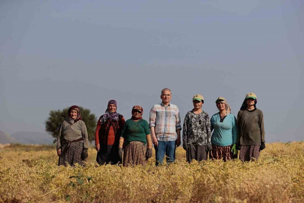 Denizli’nin 17 ilçesinde nohut hasadı başladı