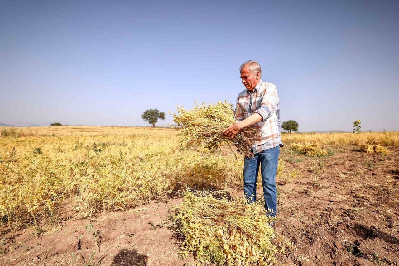 Denizli’nin 17 ilçesinde nohut hasadı başladı