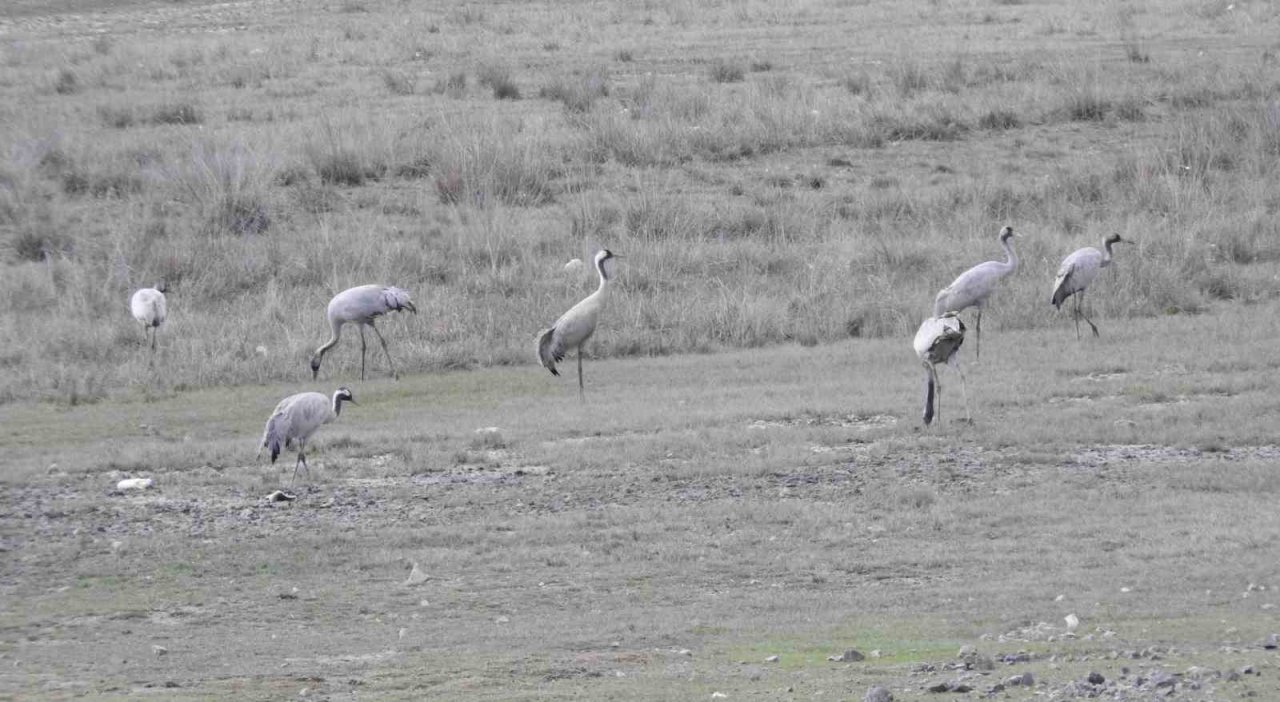 Erzincan’da Ekşisu birçok kuş türüne ev sahipliği yapıyor