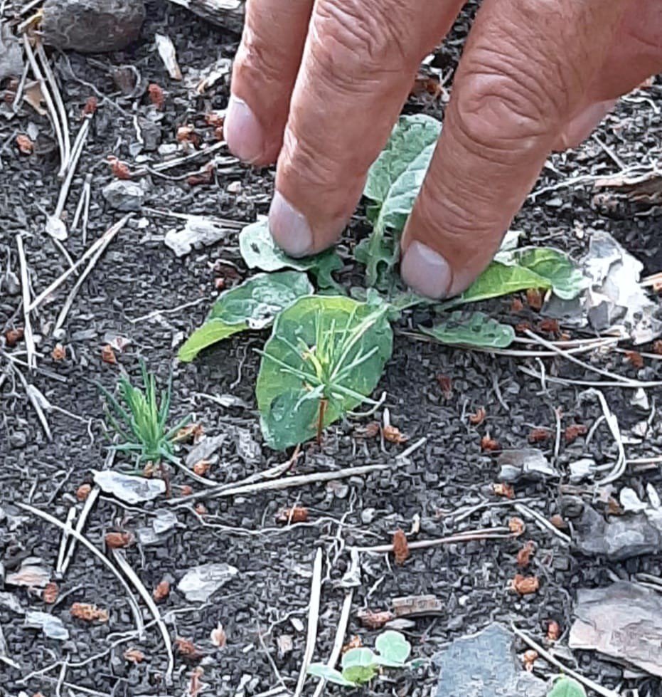 Erzurum Orman Bölge Müdürü Ayatay, Ardahan’da