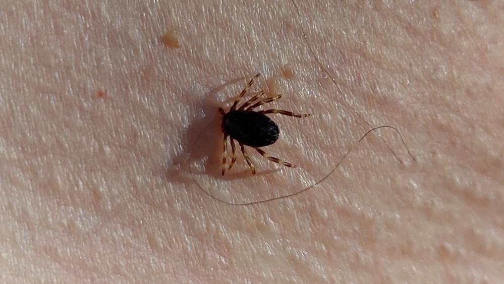 Doğu Karadeniz’de kene vakaları düşüşe geçti