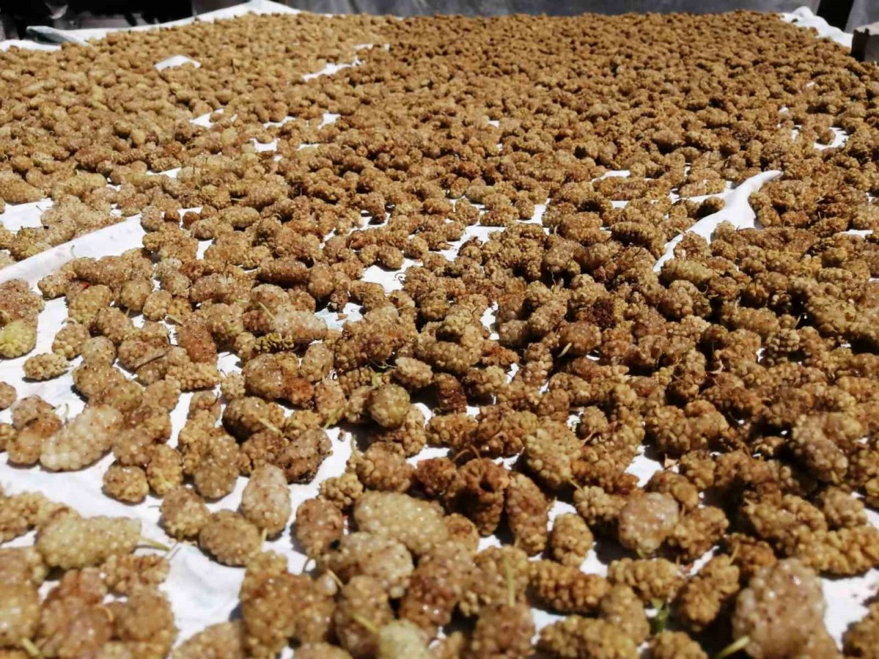 Darende’de kayısıya alternatif yetiştirilen dut da verim yüksek