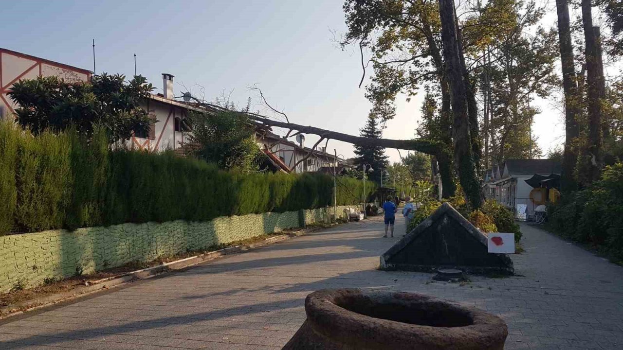 Asırlık çınar ağacı villanın üzerine devrildi, ev sahibi deprem oluyor sandı