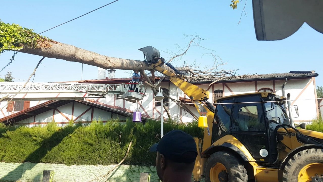 Asırlık çınar ağacı villanın üzerine devrildi, ev sahibi deprem oluyor sandı