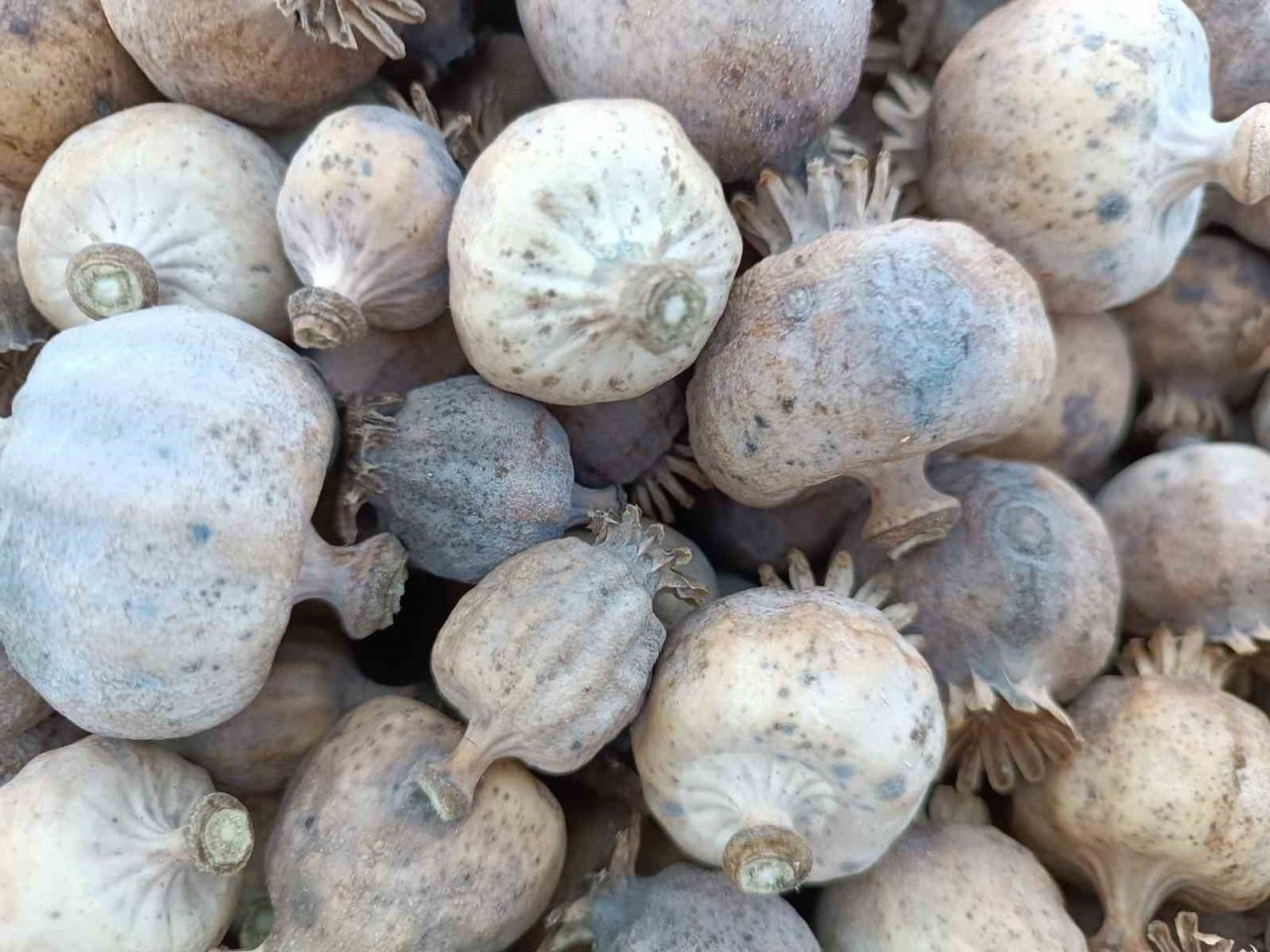 Memleketten uzakta 460 TL yevmiye ile çalışıyorlar