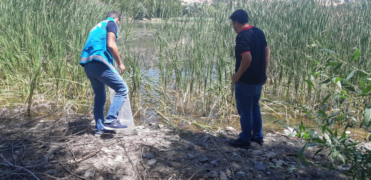 Simav’da 10 gölete 30 bin yavru sazan balığı bırakıldı