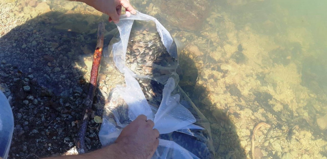 Simav’da 10 gölete 30 bin yavru sazan balığı bırakıldı