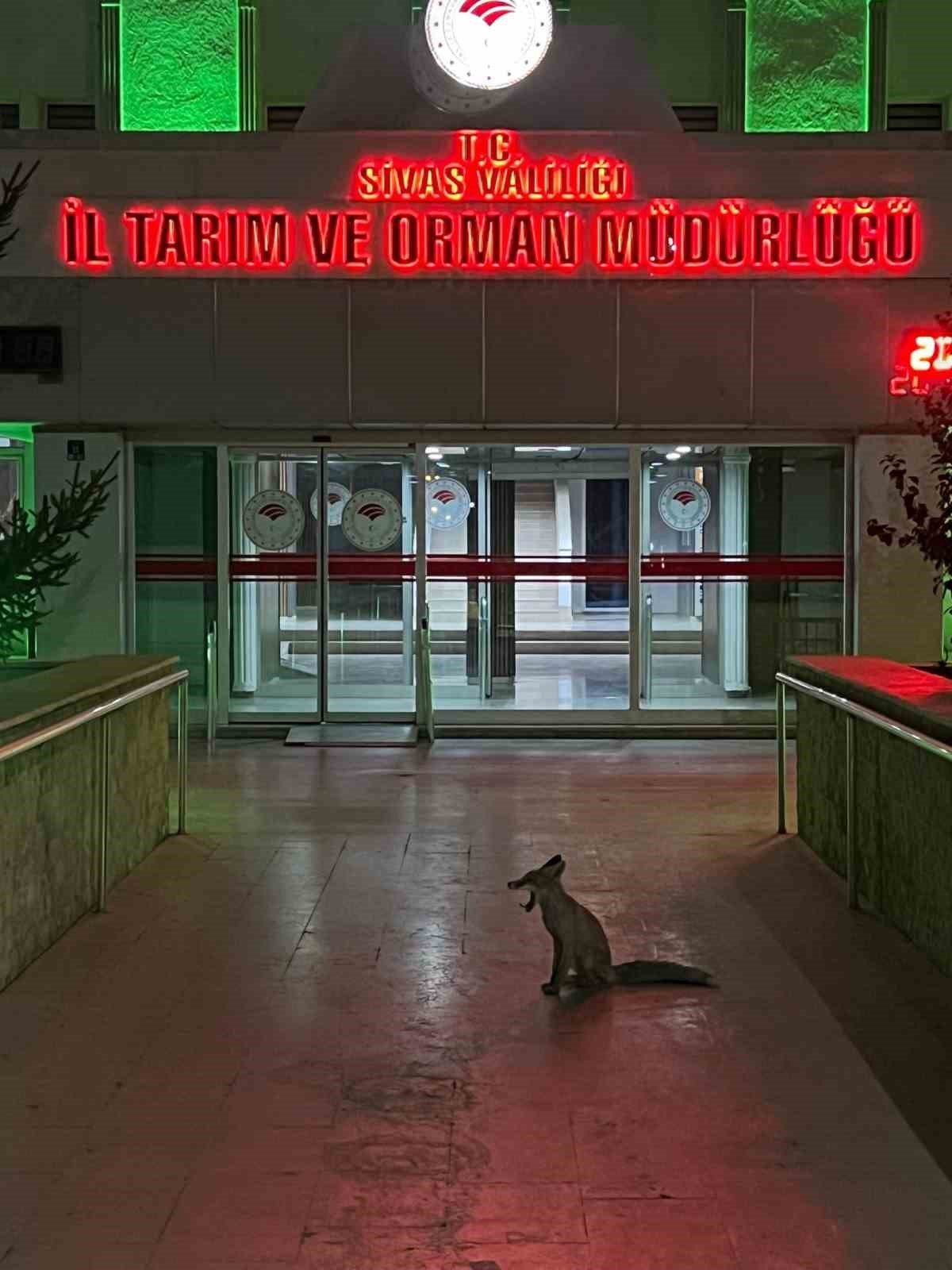 Şehre inen tilkinin beklediği yer düşündürdü