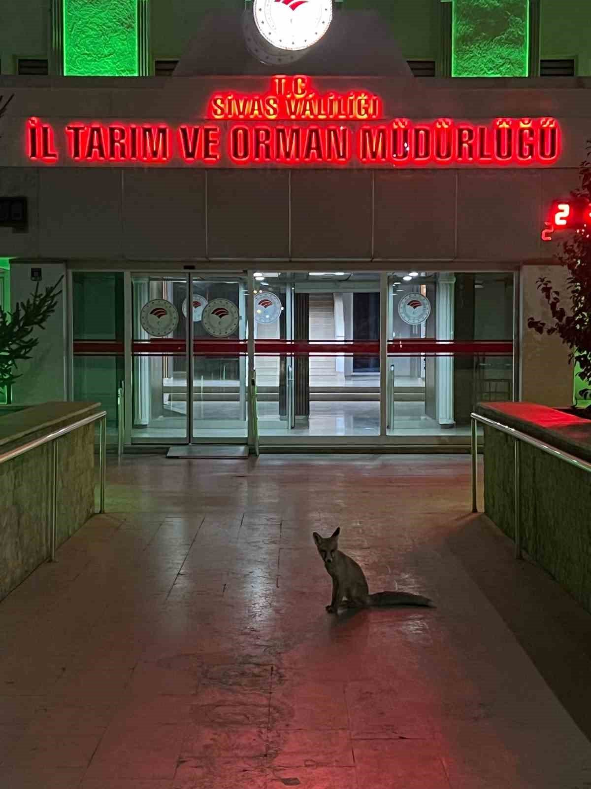 Şehre inen tilkinin beklediği yer düşündürdü