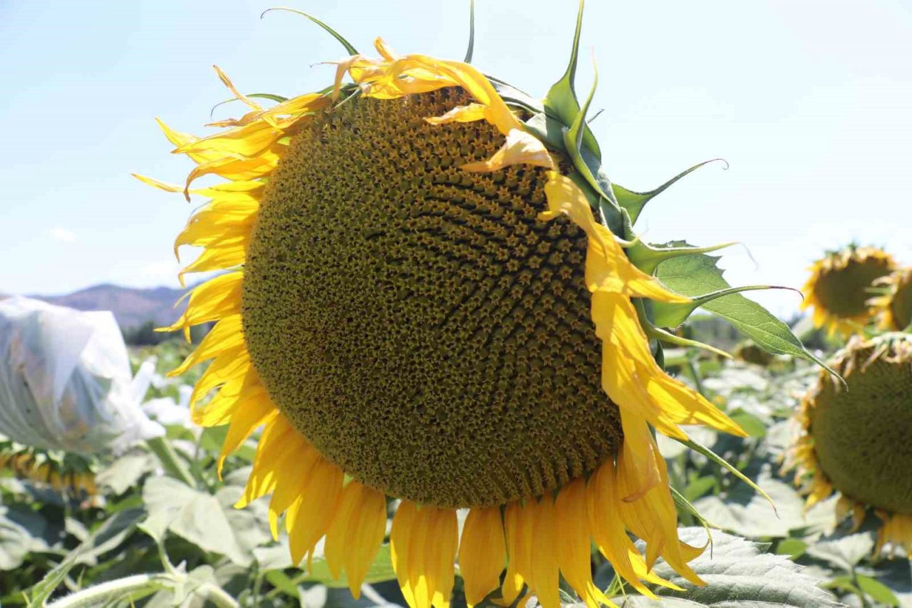 Organamineral gübre ile topraklarımız kurtarılacak