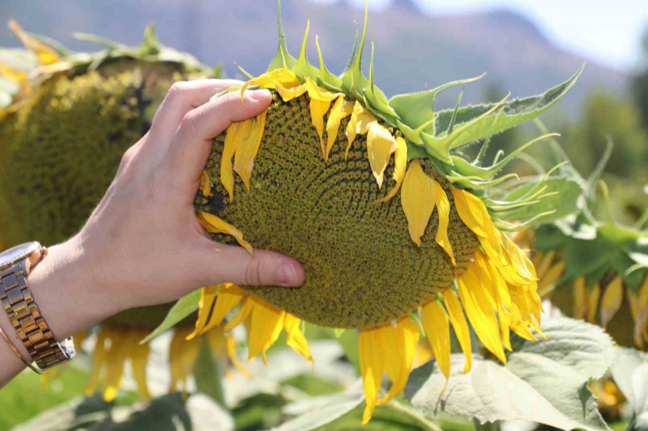 Organamineral gübre ile topraklarımız kurtarılacak