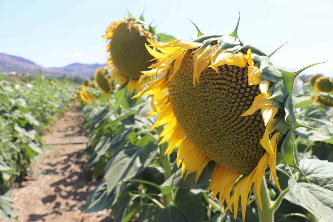 Organamineral gübre ile topraklarımız kurtarılacak