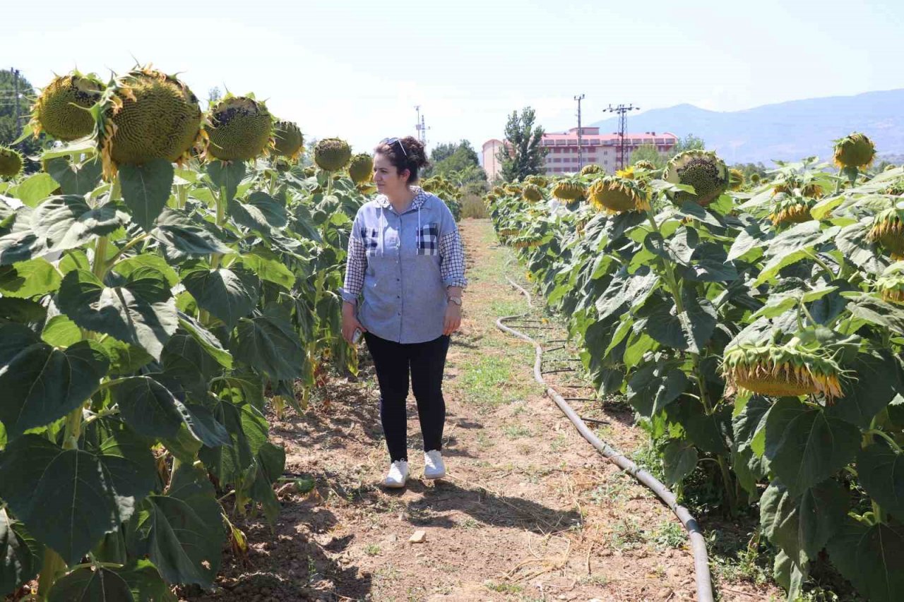 Organamineral gübre ile topraklarımız kurtarılacak