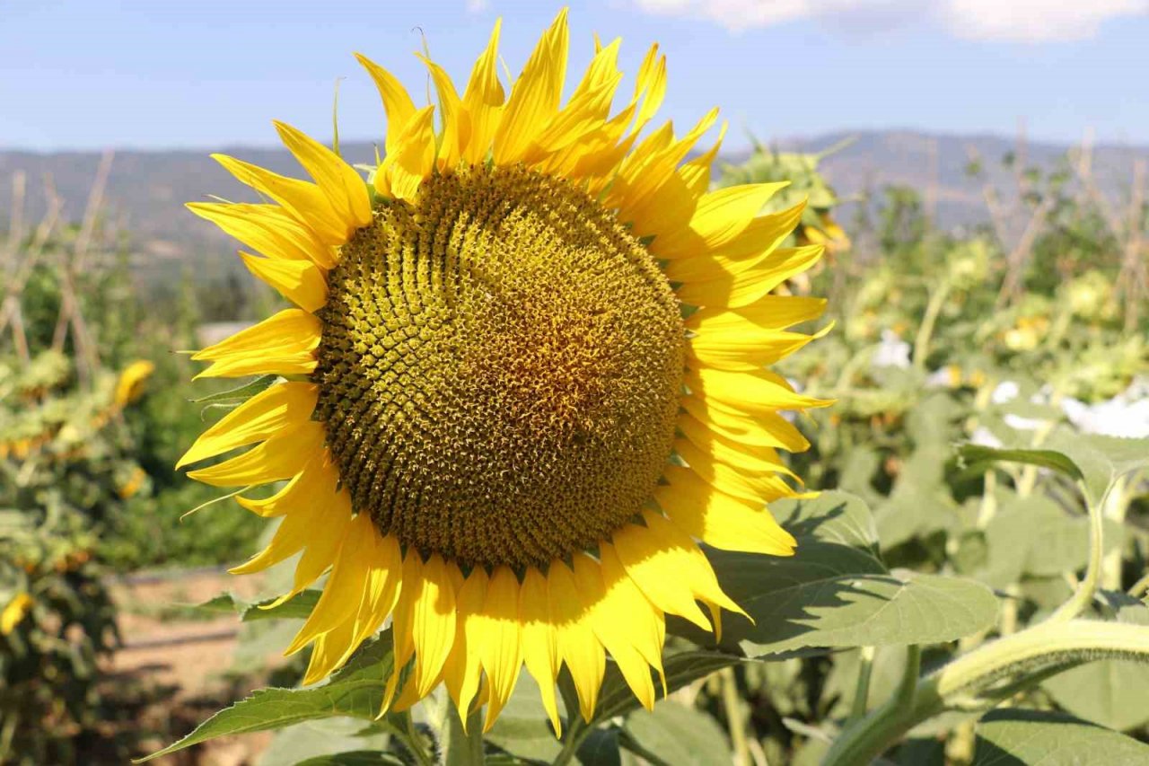 Organamineral gübre ile topraklarımız kurtarılacak