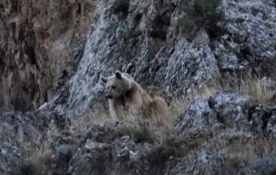 Tunceli’de anne bozayı, 3 yavrusu ile birlikte görüntülendi