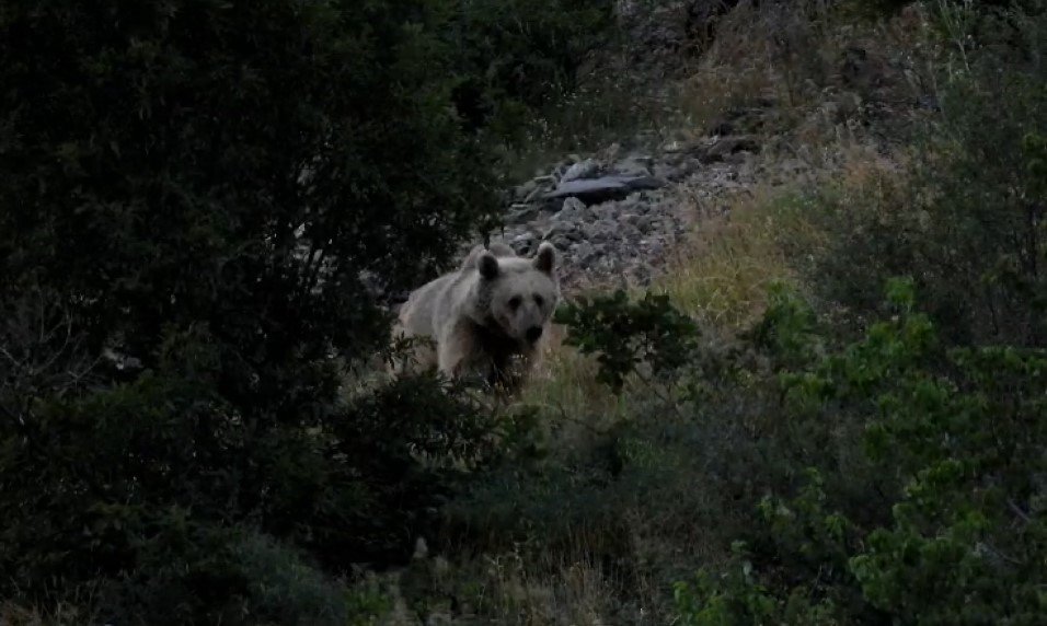 Tunceli’de anne bozayı, 3 yavrusu ile birlikte görüntülendi