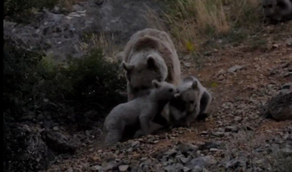 Tunceli’de anne bozayı, 3 yavrusu ile birlikte görüntülendi