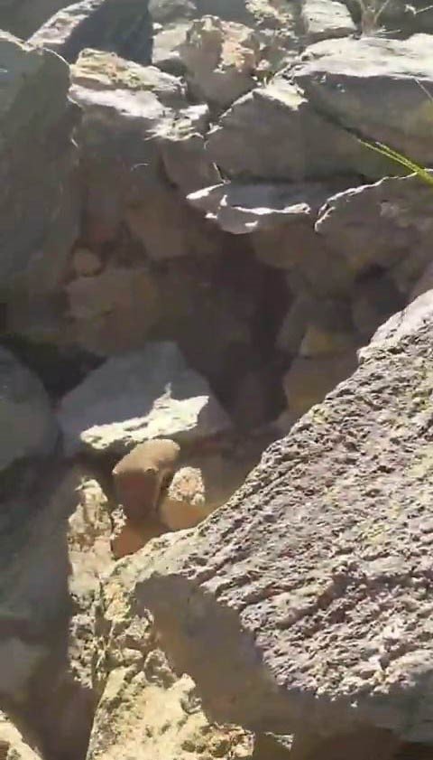 Arılarını kontrol ederken karşılaştığı hayvanları kayıt altına aldı