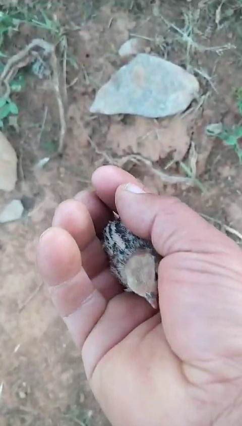 Arılarını kontrol ederken karşılaştığı hayvanları kayıt altına aldı