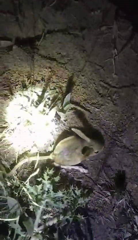 Arılarını kontrol ederken karşılaştığı hayvanları kayıt altına aldı