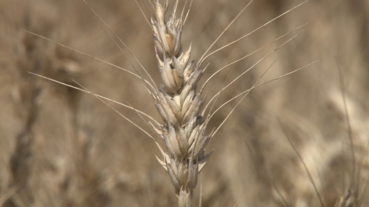 Kahramankazan’da buğday hasadı başladı