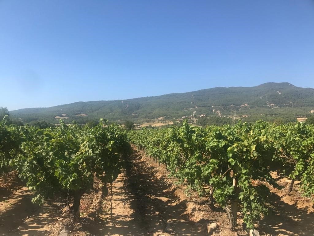 Denizli’de çekirdeksiz üzüm hasadı başladı