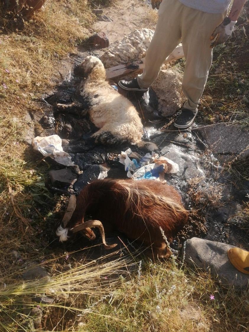 Hayvanlar zifte telef oldu