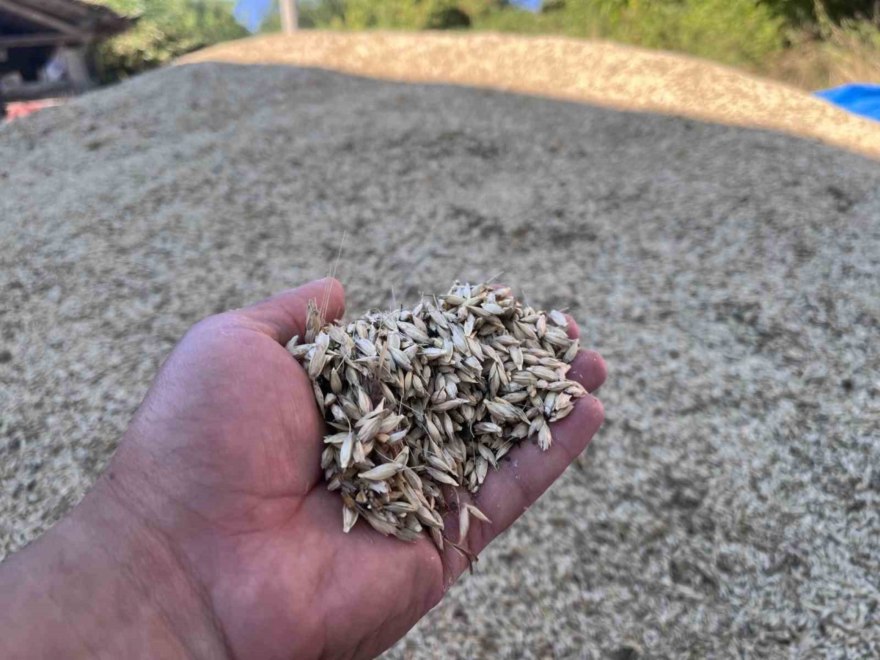 Buğdayın atası ‘siyez’de hasat dönemi başladı