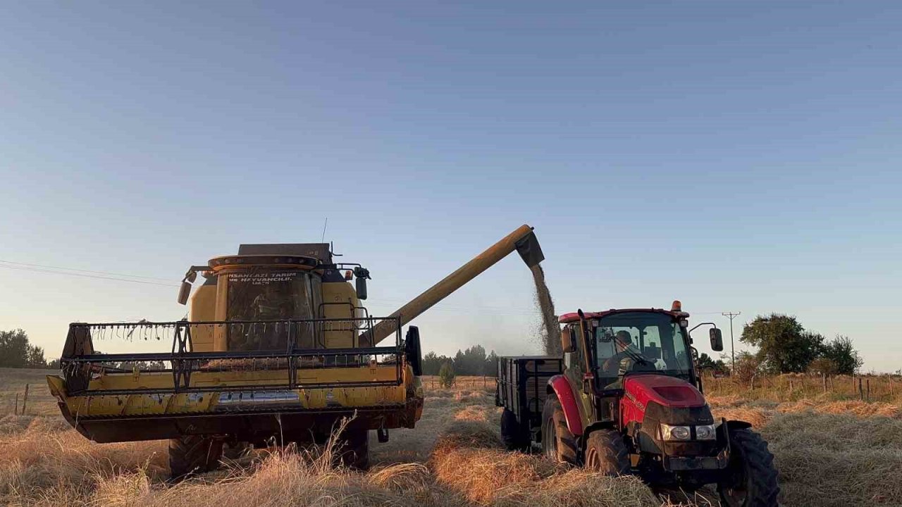 Buğdayın atası ‘siyez’de hasat dönemi başladı