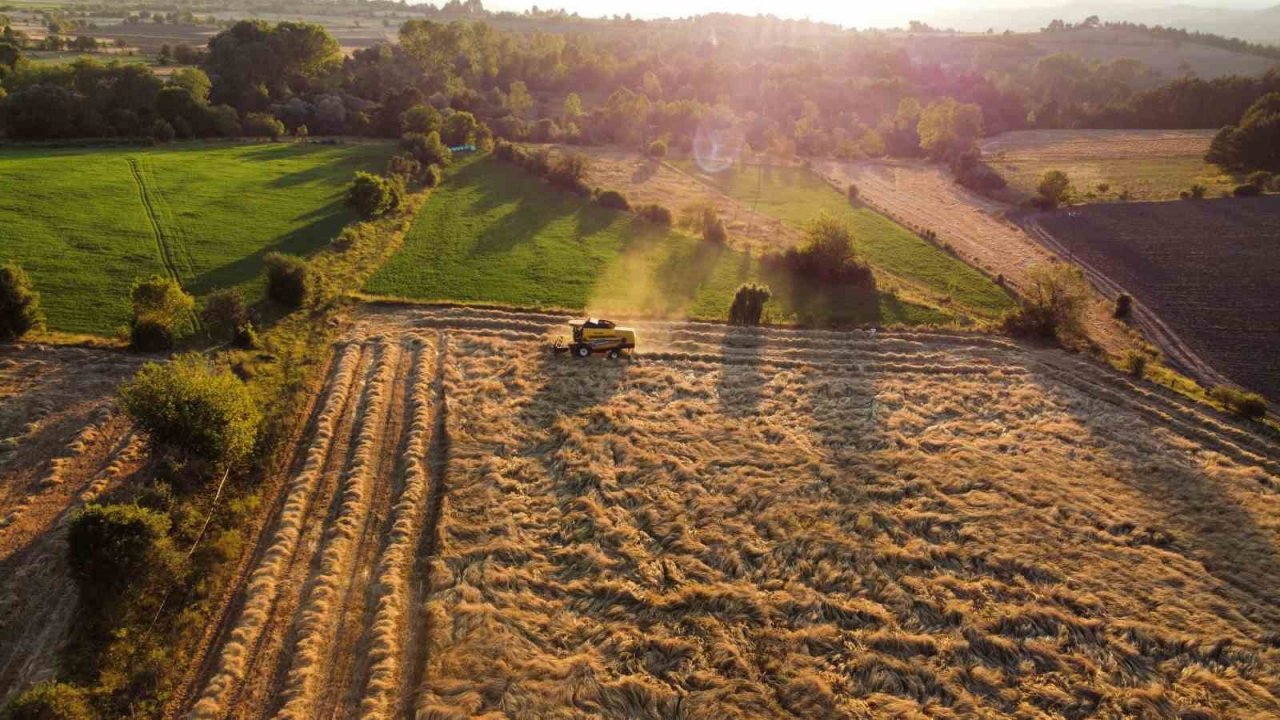 Buğdayın atası ‘siyez’de hasat dönemi başladı