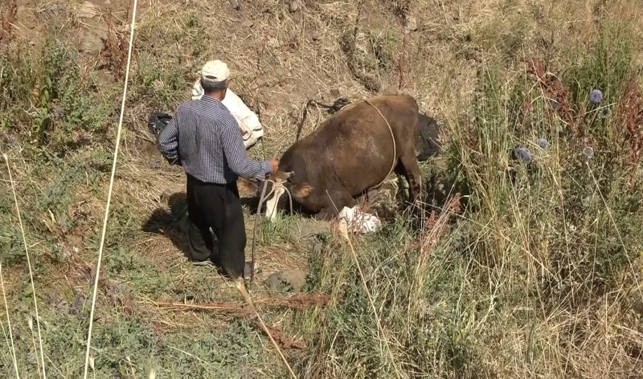 Muş’ta dereye düşen inek iş makinesiyle kurtarıldı