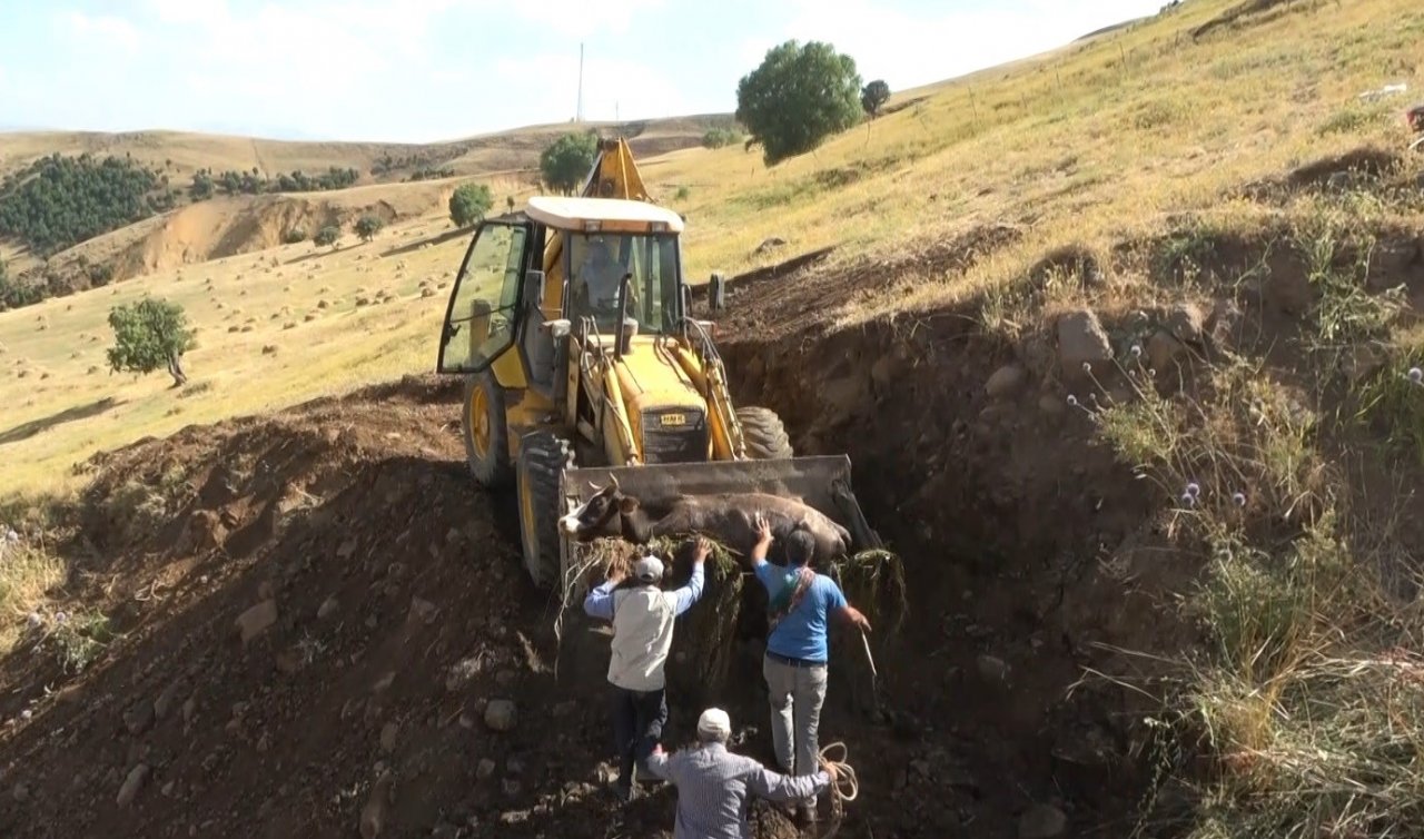 Muş’ta dereye düşen inek iş makinesiyle kurtarıldı