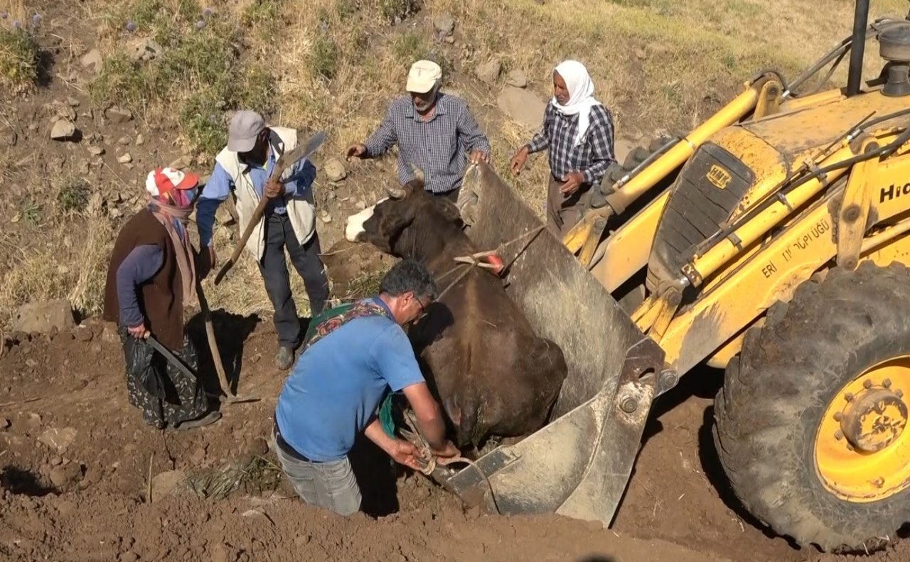 Muş’ta dereye düşen inek iş makinesiyle kurtarıldı