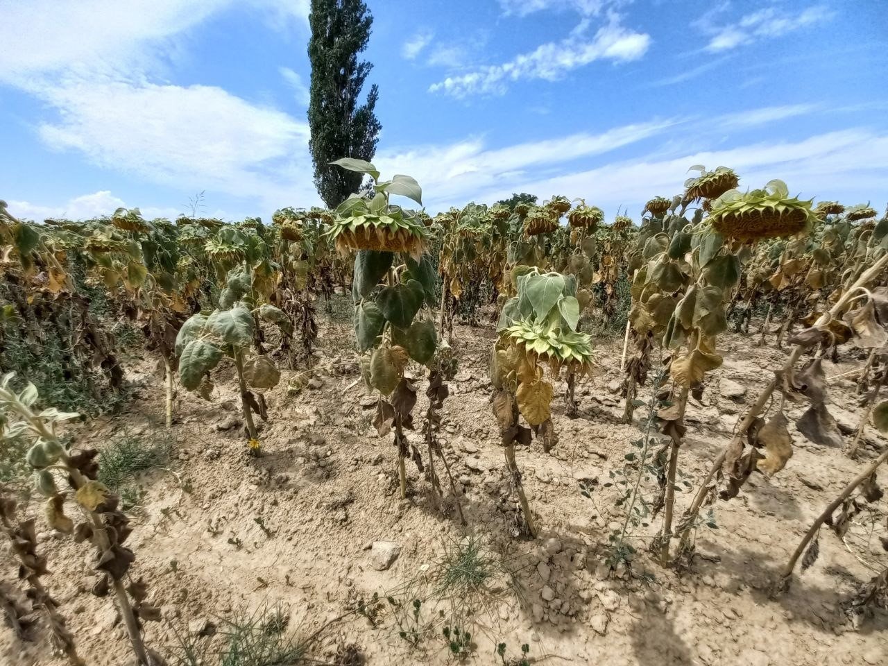 Trakya’da etkili olan aşırı sıcaklar geç ekilen ayçiçeğini olumsuz etkiliyor