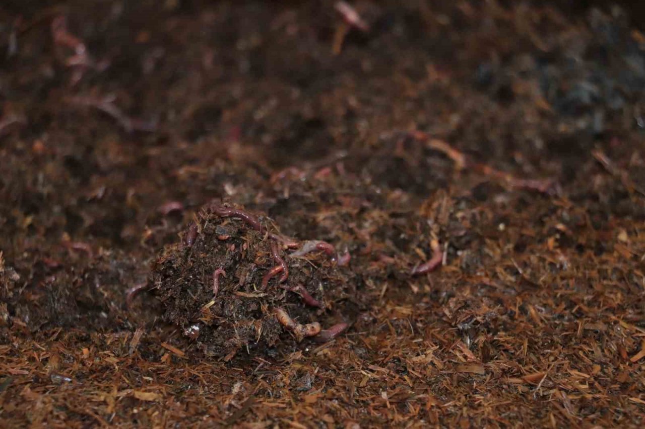 Sivas’ın toprak dostu solucan gübresi Almanya yolcusu