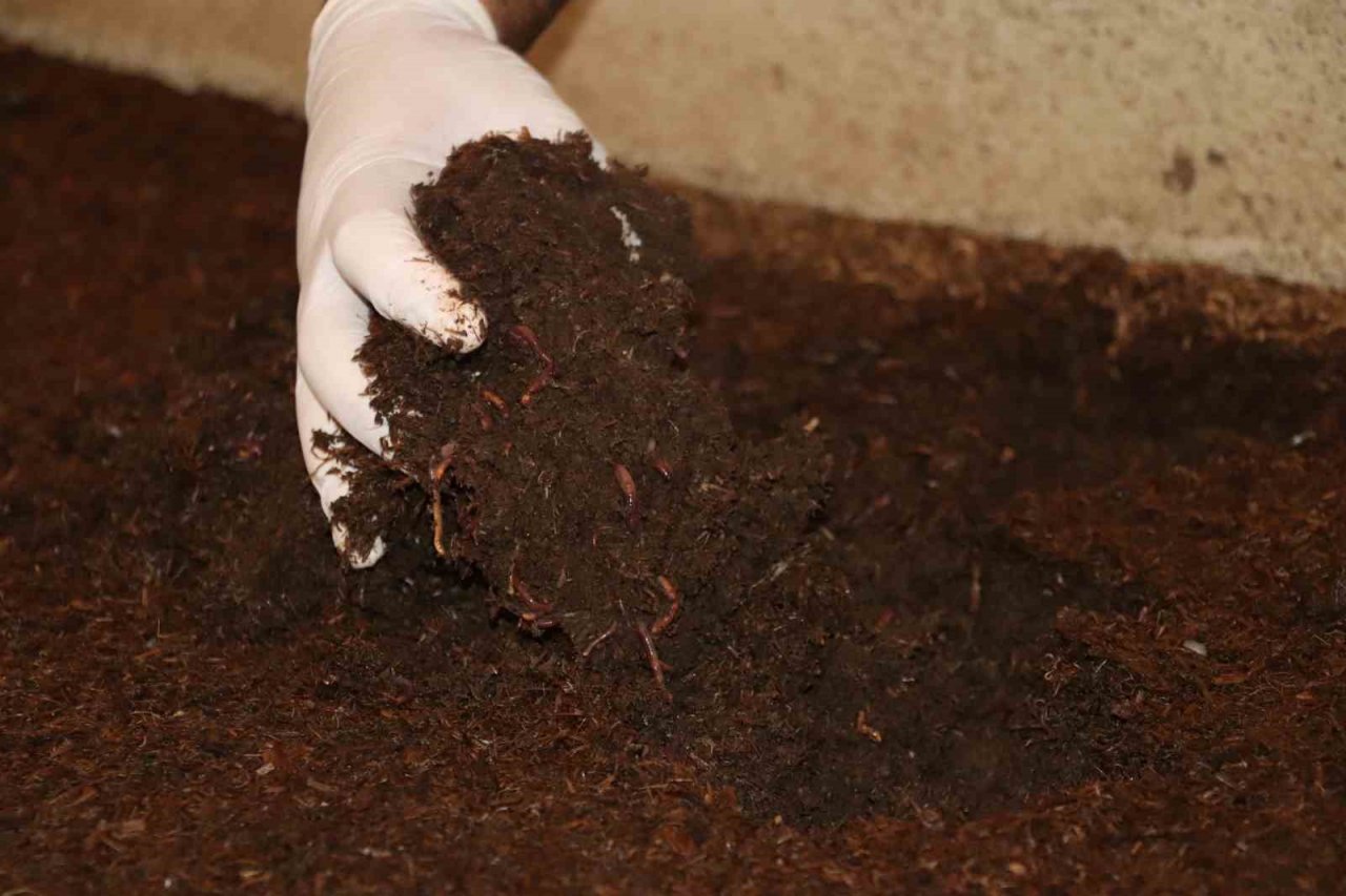 Sivas’ın toprak dostu solucan gübresi Almanya yolcusu