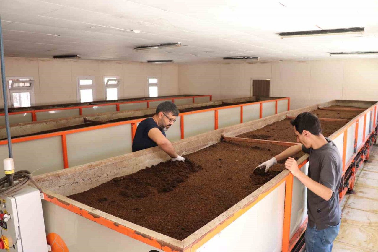 Sivas’ın toprak dostu solucan gübresi Almanya yolcusu