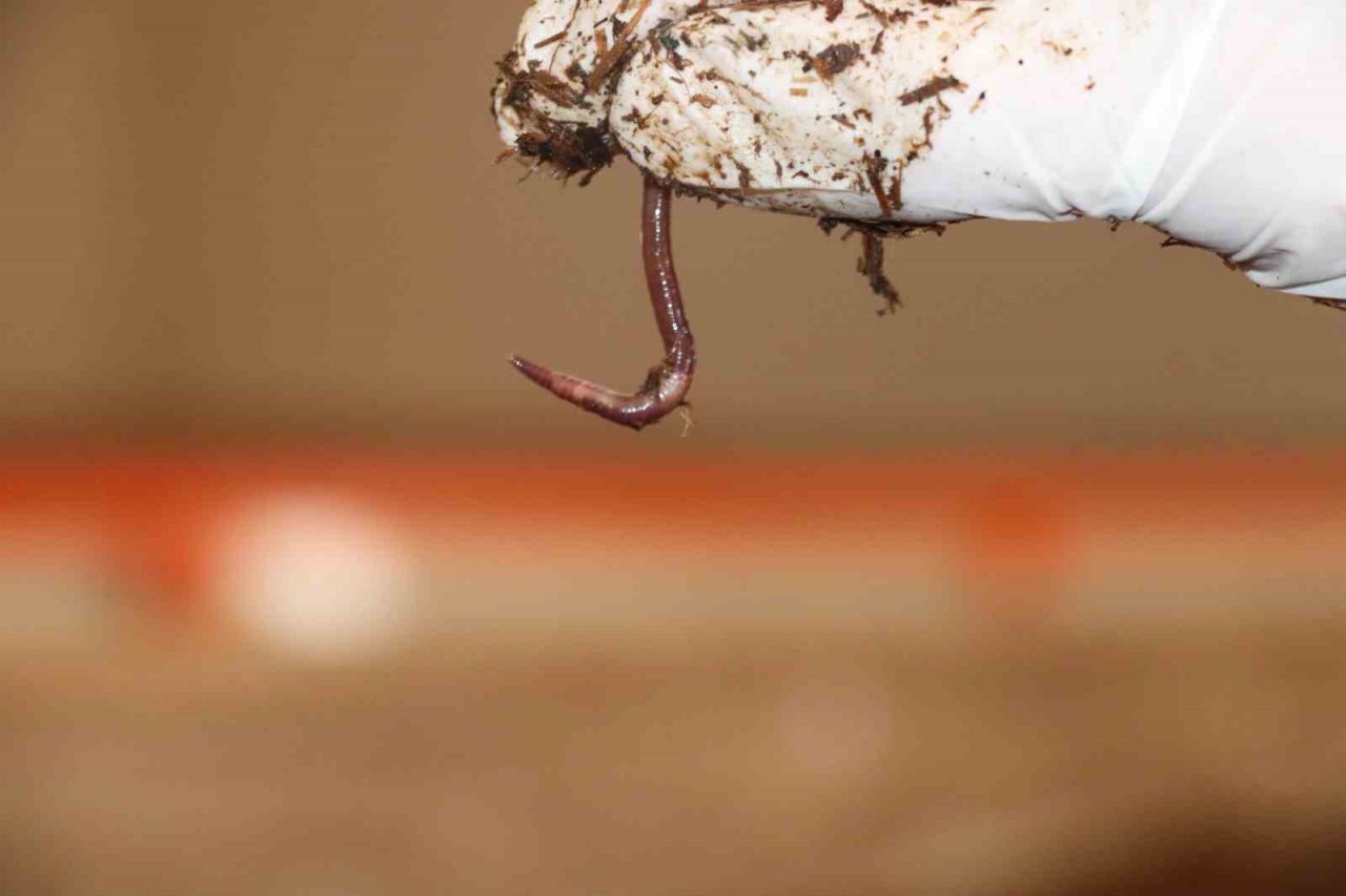 Sivas’ın toprak dostu solucan gübresi Almanya yolcusu