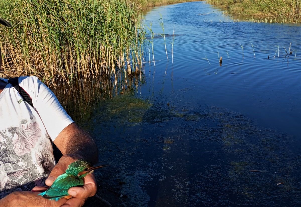 Tedavisi tamamlanan yalıçapkını, özgürlüğe kanat çırptı